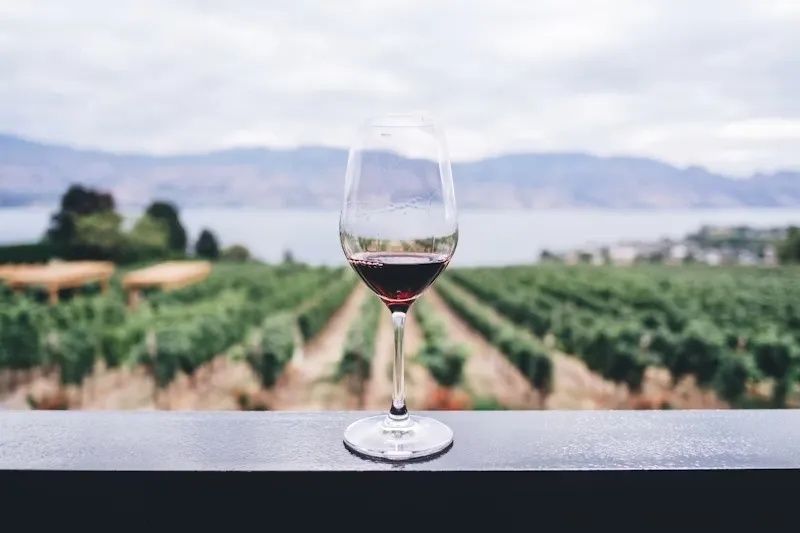 A glass of red wine on a terrace overlooking the vineyard rows