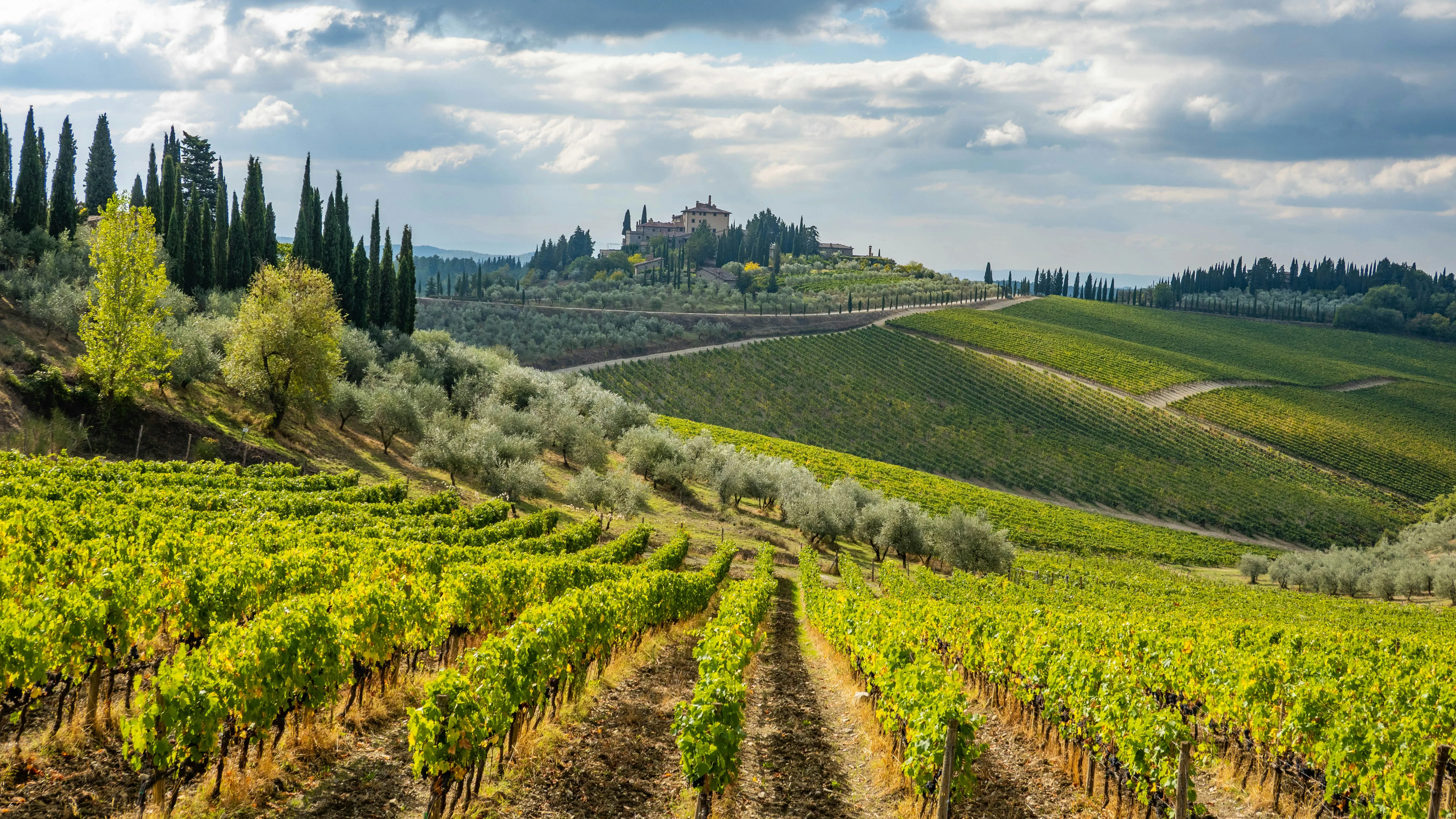 Vineyards in the Chianti hills